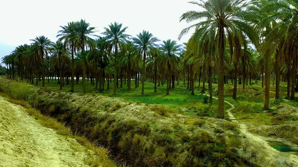 Basra Boosts Agricultural Plan by Expanding Wheat and Barley Cultivation Areas for the 2026 Season
