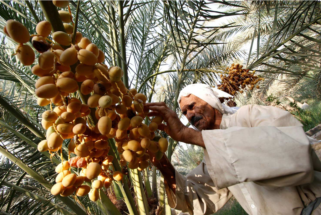 التمور العراقية تستعيد عافيتها: إنتاج غزير وتصديـر واسع يصطدمان بنقص خطوط التصنيع - 