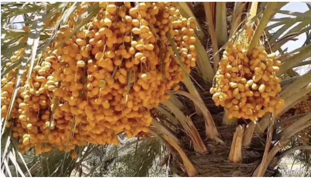 العراق يوثق جينومياً صنف الزهدي ويضيف بياناته إلى قاعدة NCBI - 