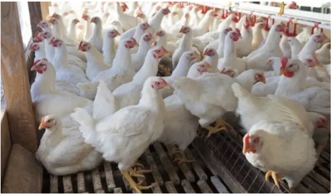 Iraq Moves to Revitalize Poultry Industry and Secure Alternative Feed Supply Routes
